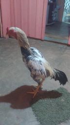 https://img.olx.com.br/thumbs256x256/94/944558040422406.jpg