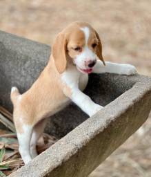 Título do anúncio: Lindos beagle a sua espera 