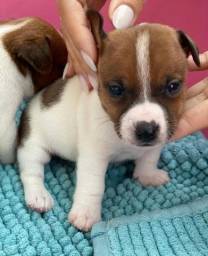 Título do anúncio: Jack Russel Terrier (O Cachorro Do Máskara) Lindos e carinhosos com Pedigree (Opcional) 