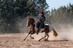 Título do anúncio: Cavalo Crioulo Tobiano (cuiudo) 
