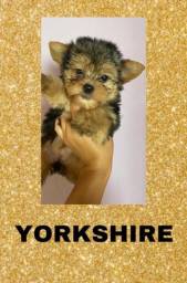 Título do anúncio: Yorkshire com pedigree e microchip em até 12x