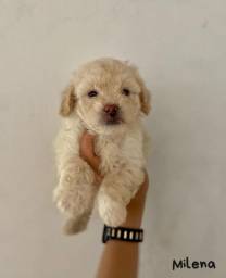 Título do anúncio: Poodle com pedigree e microchip em até 12x