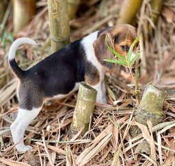 Título do anúncio: Promoção beagle alto padrao 