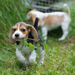 Título do anúncio: Beagle filhotes maravilhosos,parcelamos em até 12x