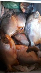 Título do anúncio: peixe caranha  piranha   dourado  todos do rio sao francisco