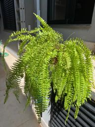 https://img.olx.com.br/thumbs256x256/95/956552404610918.jpg