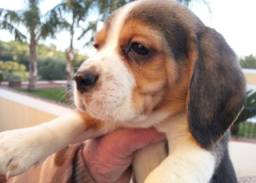Título do anúncio: Beagle 13 polegadas, vacinado e vermifugado! Preços especiais e Pedrigree Gratuito