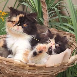 Título do anúncio: Filhote gata persa tricolor - padrão show