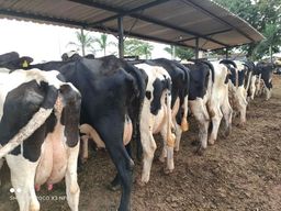 Título do anúncio: Vendo vacas leiteiras produção entre 25 a 45 kg dia (parcelamos com entrada+ parcelas)