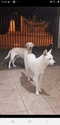 Título do anúncio: Labrador e akita para doação 