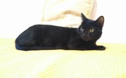 Título do anúncio: Black Cat para Adoção Responsável