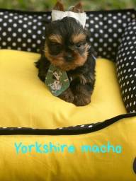 Título do anúncio: Lindos filhotes de Yorkshire em PROMOÇÃO!!!