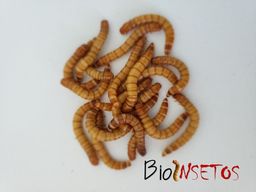 Título do anúncio: Ténebrio molitor (100 larvas)