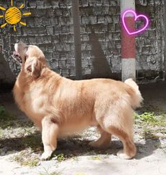 Golden Retriver procura fêmea para acasalar. 