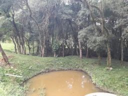 https://img.olx.com.br/thumbs256x256/96/968503769267908.jpg