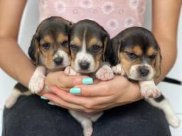 Título do anúncio: Beagle com pedigree e micro chip em até 12x