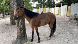 Título do anúncio: Cavalo Mangolina Marcha Picada