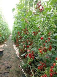 Título do anúncio: Estufa Agrícola Hidroponia  completa hidroponia tomate grape morango