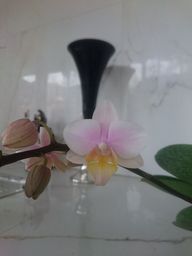 Título do anúncio: Phalaenopsis 
