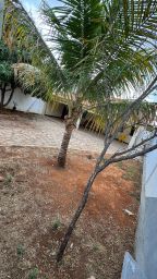 https://img.olx.com.br/thumbs256x256/97/974533646567135.jpg