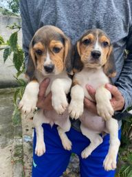 Título do anúncio:  Cães filhotes de Beagle Macho e Fêmea com Pedigree Vacina e Garantia 