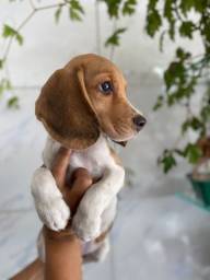 Título do anúncio: Filhote de Beagle 13 polegadas 