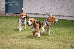 Título do anúncio: Vendo 3 fêmea de beagle 