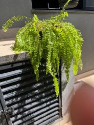 https://img.olx.com.br/thumbs256x256/97/977599768608865.jpg