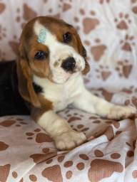 Título do anúncio: Beagle com pedigree e microchip 