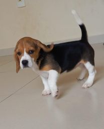 Título do anúncio: Cachorro Beagle Puro Vacinado *Ler Descrição*