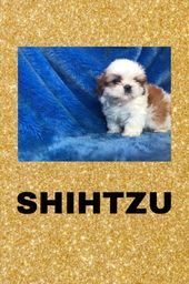 Título do anúncio: Shihtzu com pedigree e micro chip em até 12x