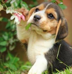 Título do anúncio: Beagle com pedigree e microchip até 12x