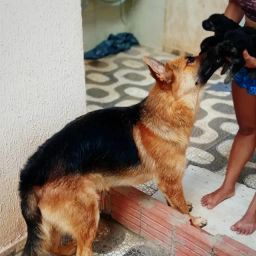 Pastor Alemão Capa Preta - Cachorros e acessórios - Palmeiral, Crato  1253371166