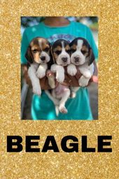 Título do anúncio: Beagle com pedigree e micro chip em até 12x