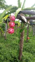 Título do anúncio: Mudas de Pitaya A frutas mais bonita