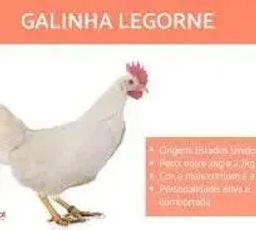 https://img.olx.com.br/thumbs256x256/98/982591392569322.jpg