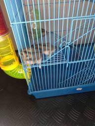 Título do anúncio: Gaiola para hamster c/ 1 hamster