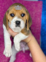 Título do anúncio: Beagle com pedigree e microchip até 12x