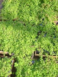 Materiais De Construcao E Jardim No Brasil Pagina 32 Olx olx