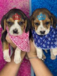 Título do anúncio: Beagle com pedigree 