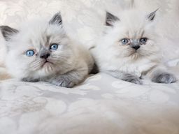 Título do anúncio: Filhote de gato Persa Himalaio com Siamês 