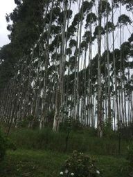 Título do anúncio: Vendo plantação de eucalipto em Balsa Nova - PR