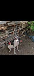 Título do anúncio: cachorro de caça - Beagle com Americano - procedência