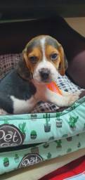 Título do anúncio: Beagle Tricolor Macho 60 dias