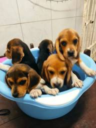 Título do anúncio: Filhotes Beagle 13 polegadas Tricolor