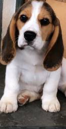 Título do anúncio: Filhote de beagle macho