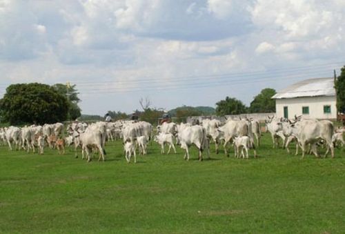 Fazenda em Miranda Corumbá - MS
