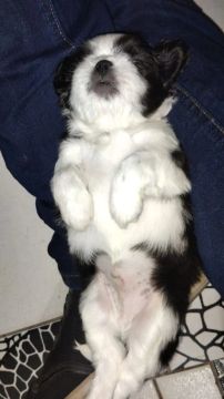 Filhote Shih Tzu lindo e dócil com 40 dias 