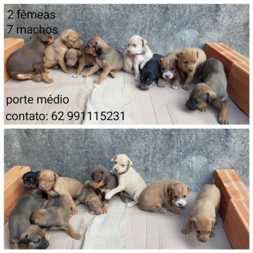 Filhotes para adoção 