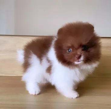 Ursinhos Chocolate Olhinhos Verdes Lulu da Pomerânia